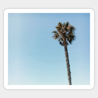 Palm Tree in Los Angeles Sticker